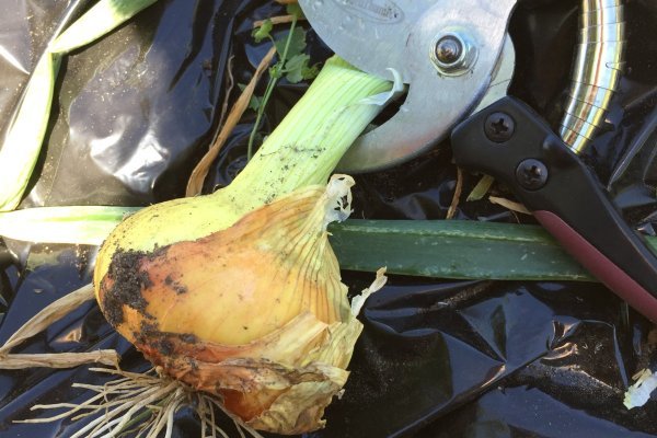 Кракен актуальные загородный отдых