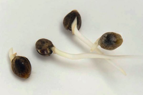 Кракен сайт организация праздничных мероприятий