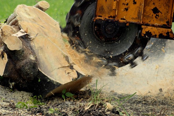 Krab5 at день рождения организация