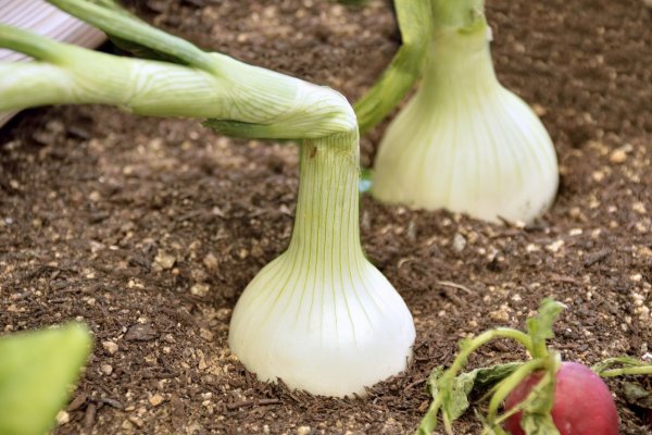 Krab4 at бронирование