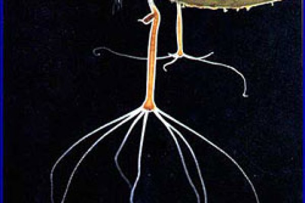 Кракен kraken проведение праздников