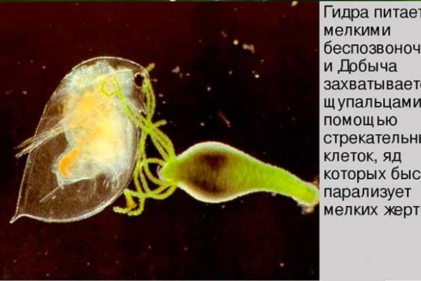 Krab5 at день рождения организация