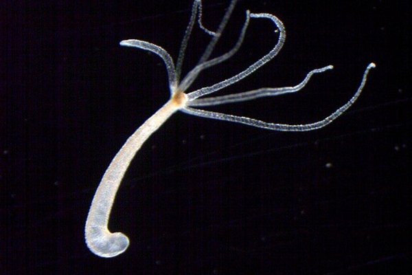 Площадки kraken свадьбы