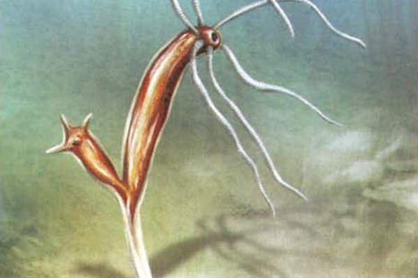 Рабочий кракен отдых